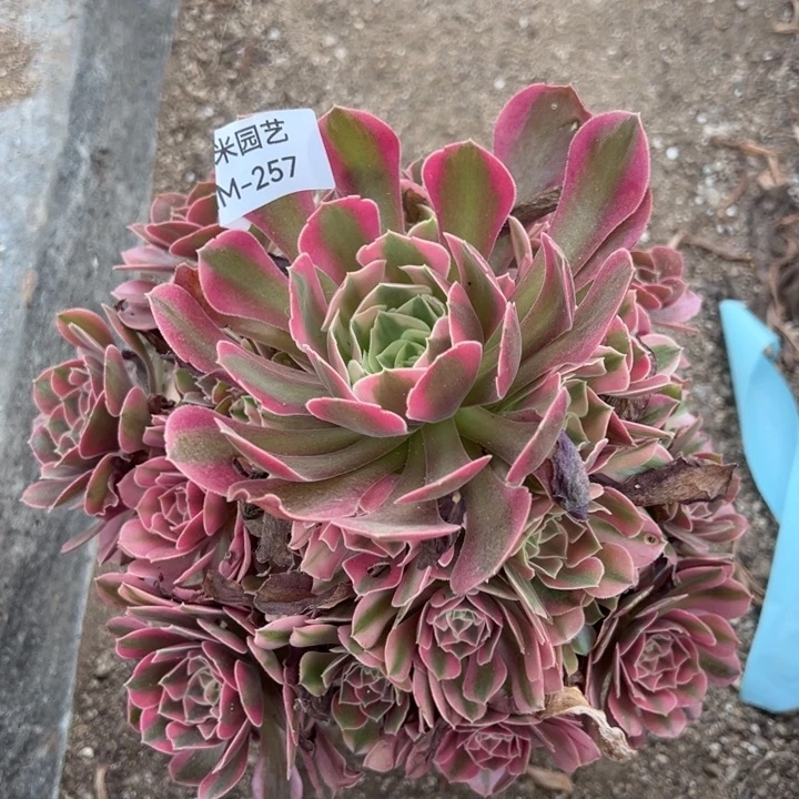 香妃多肉植物257