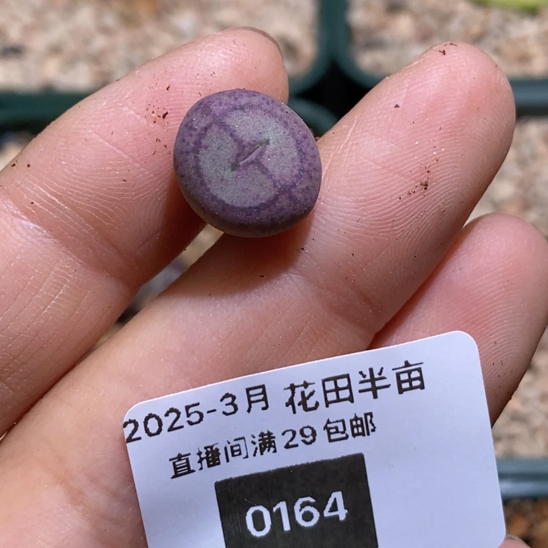 犇**械0164/好看好看cd猴单头