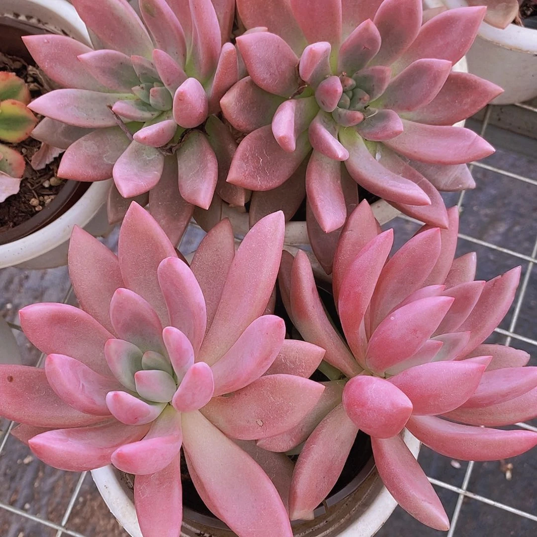 2盆桃花源 双头起发
