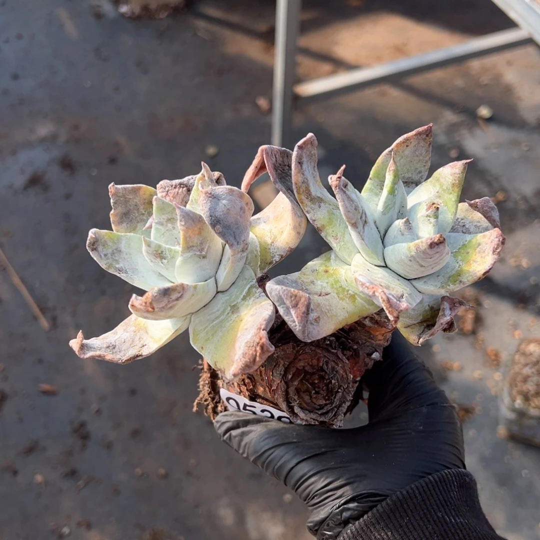 539瑕疵福利无售后哈哈