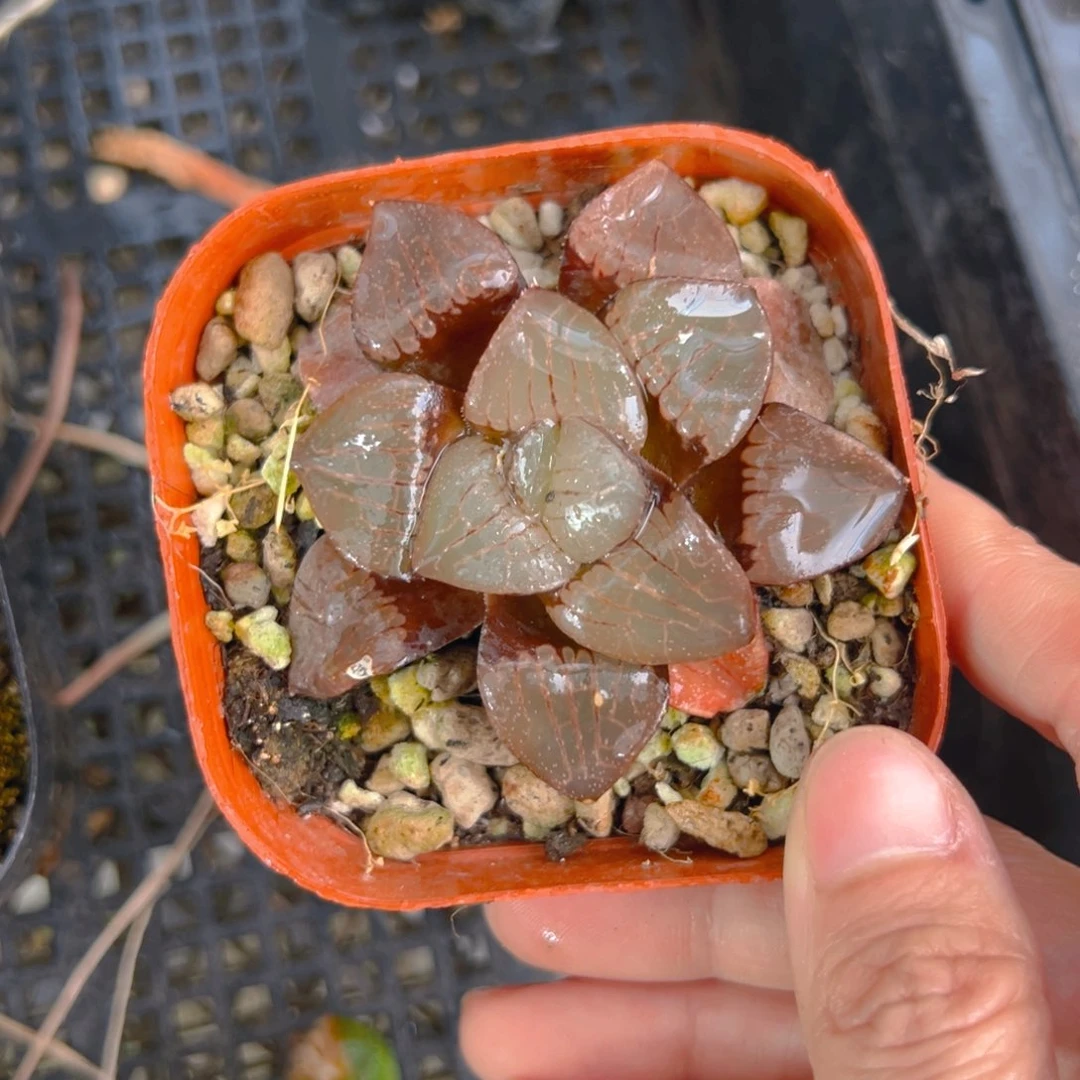 红盆日月潭玉露1