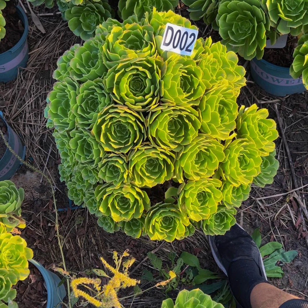 绿杨蓉13//41包邮