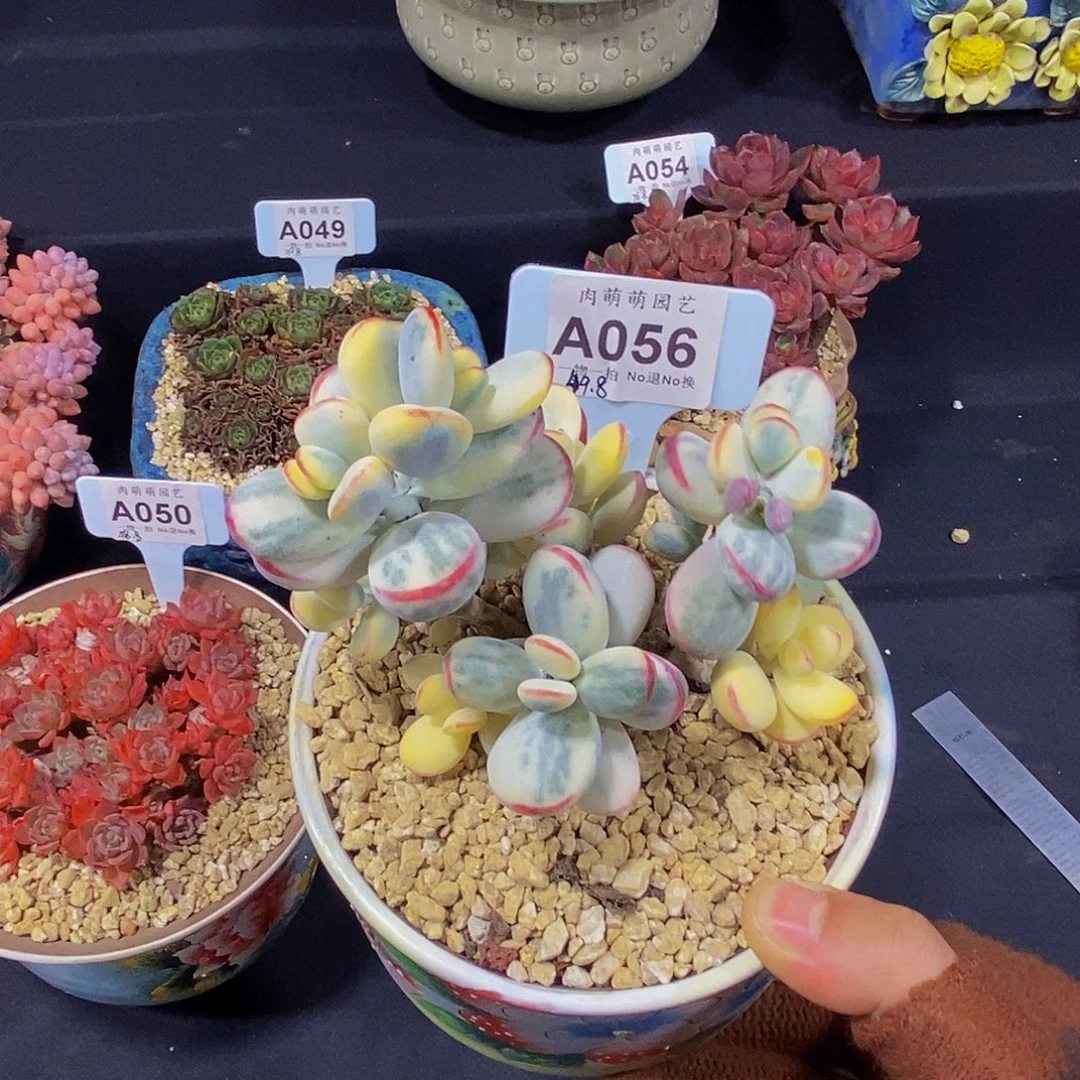 黑***土A056西瓜锦多肉发货