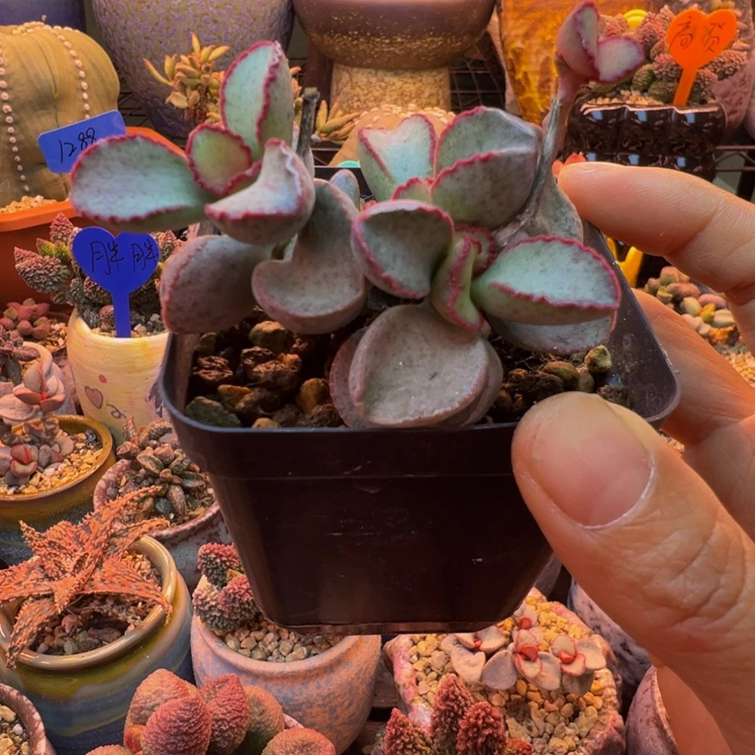 我们的目标是成为一个