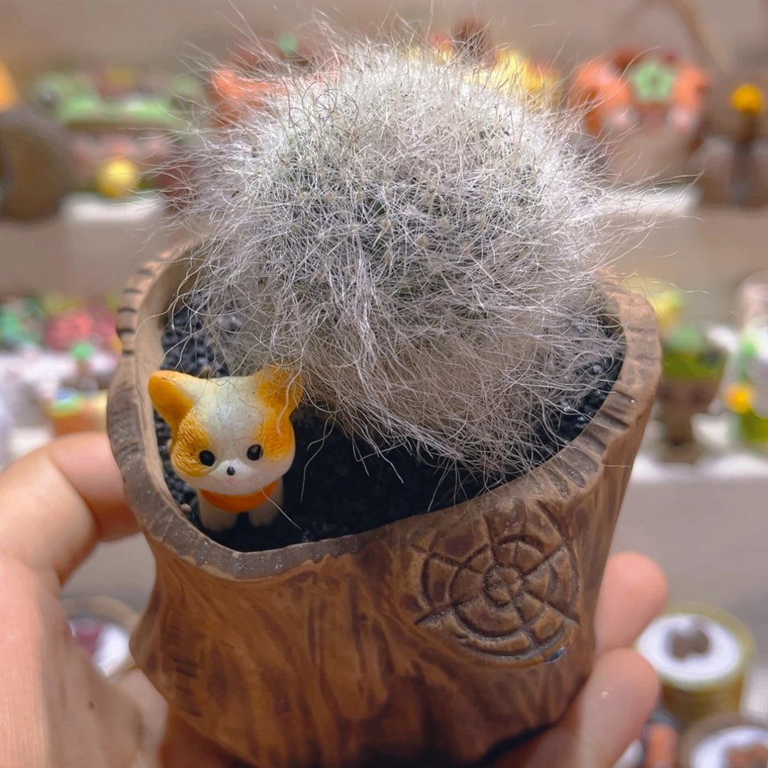 025雪猿玉瓮带盆带土