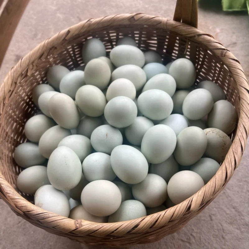 湖北红安自家山林散养绿壳乌鸡蛋土鸡蛋月子蛋初生蛋现捡现发60