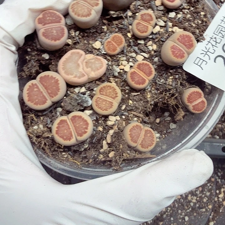 不用我送过去咯的咯269是