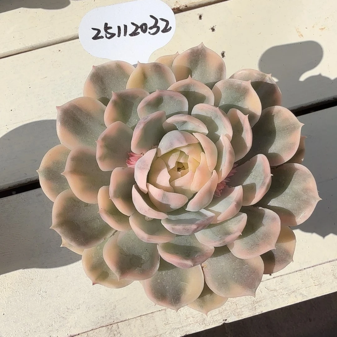 l***125112032昂斯诺锦