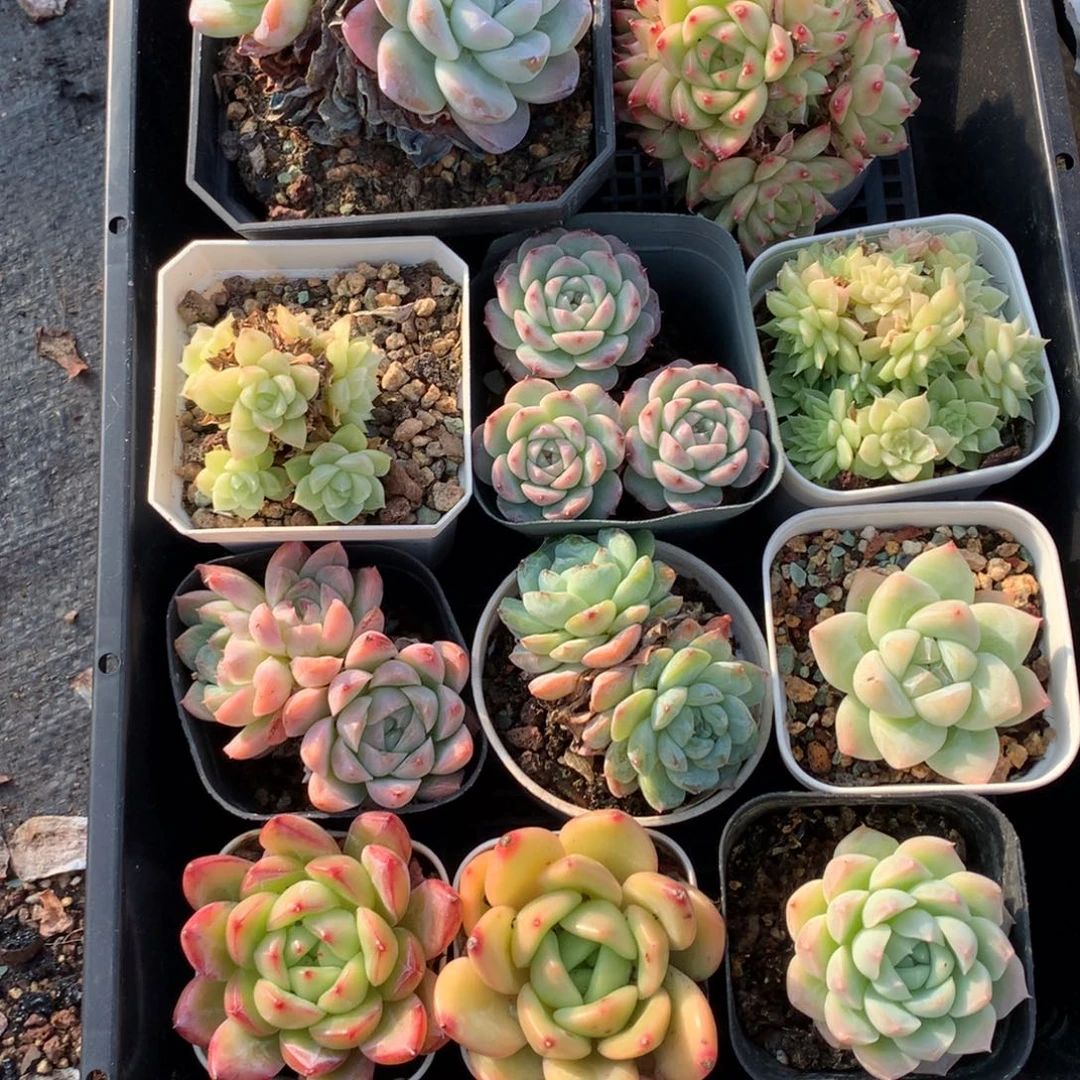 1117-56 套餐一组