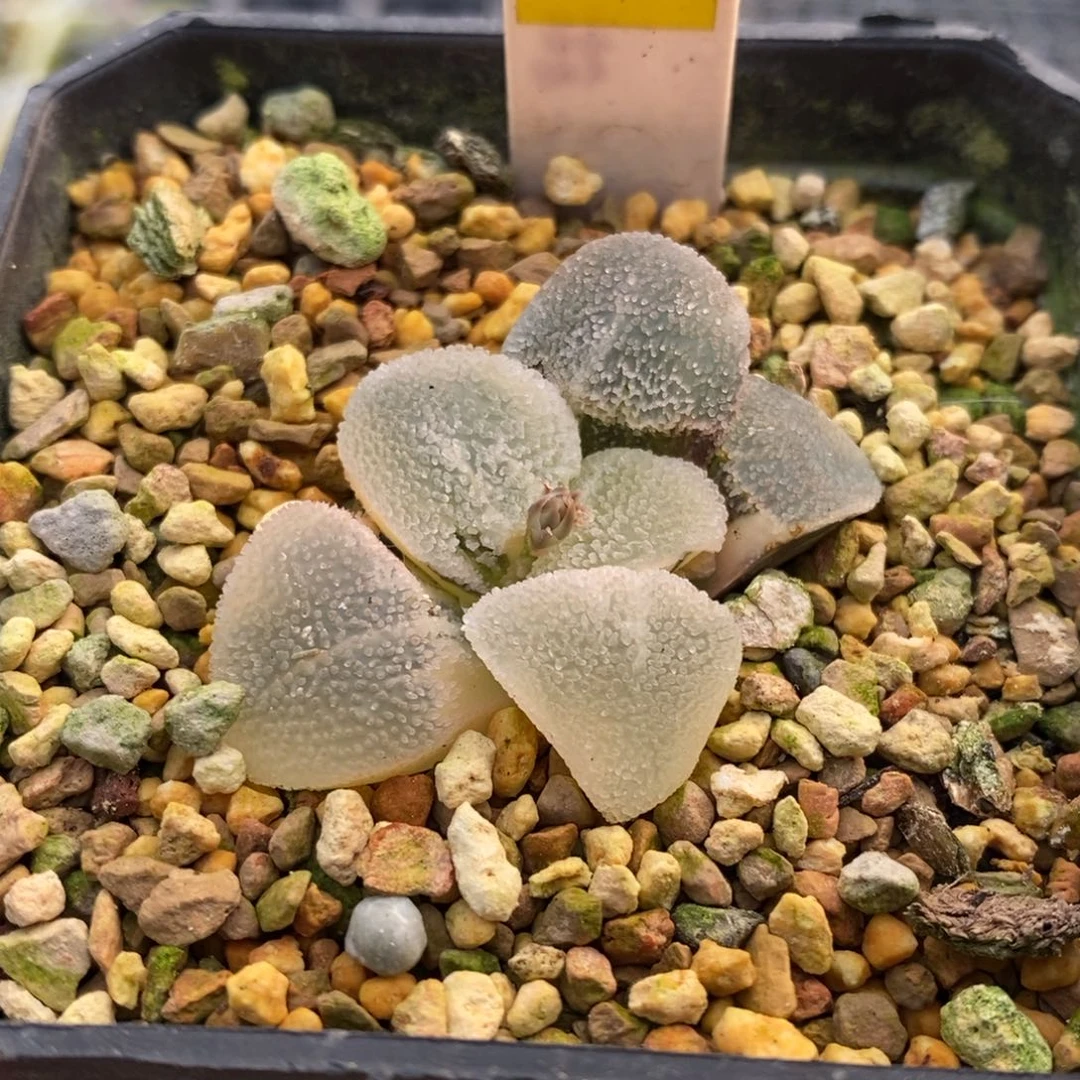 83号冰钻磨面锦多肉植物