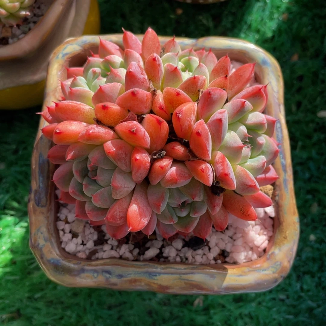 多肉植物盆栽多肉33