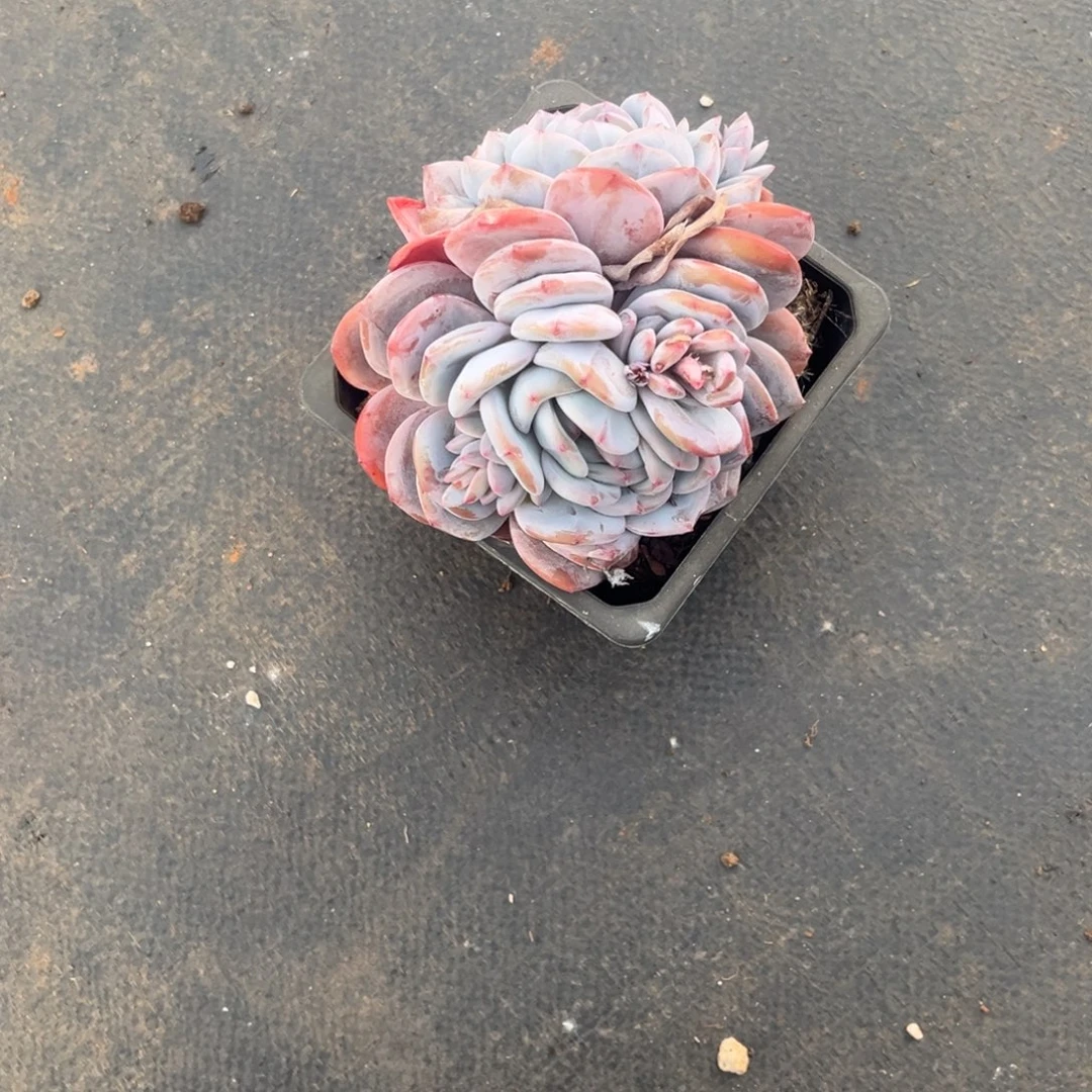 双***灵双灵姐的蝶叶石榴籽