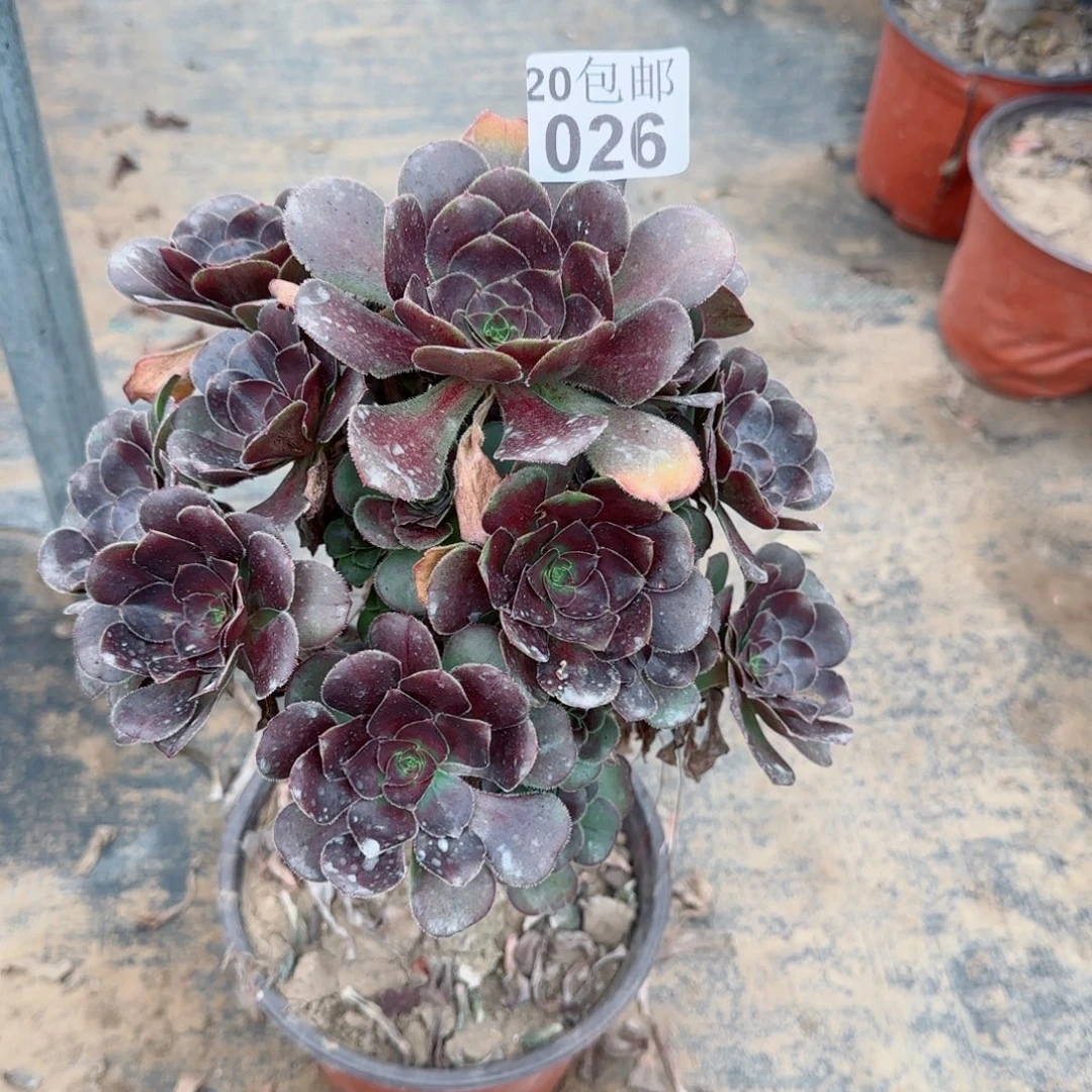 炫彩圆叶026满20包邮断枝不包