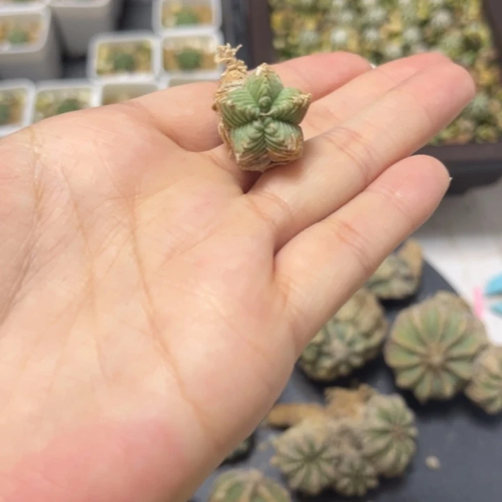 专拍链接 不要拍错哦