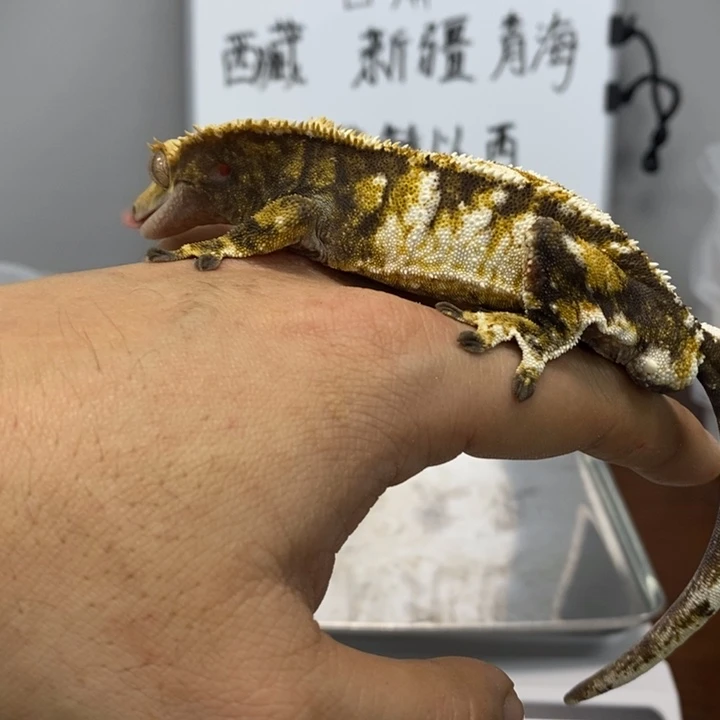 睫角守宫2025.12.14六十四