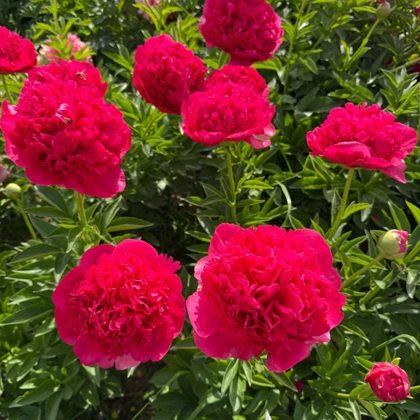 芍药苗【御前表演】先发肥料秋季发苗