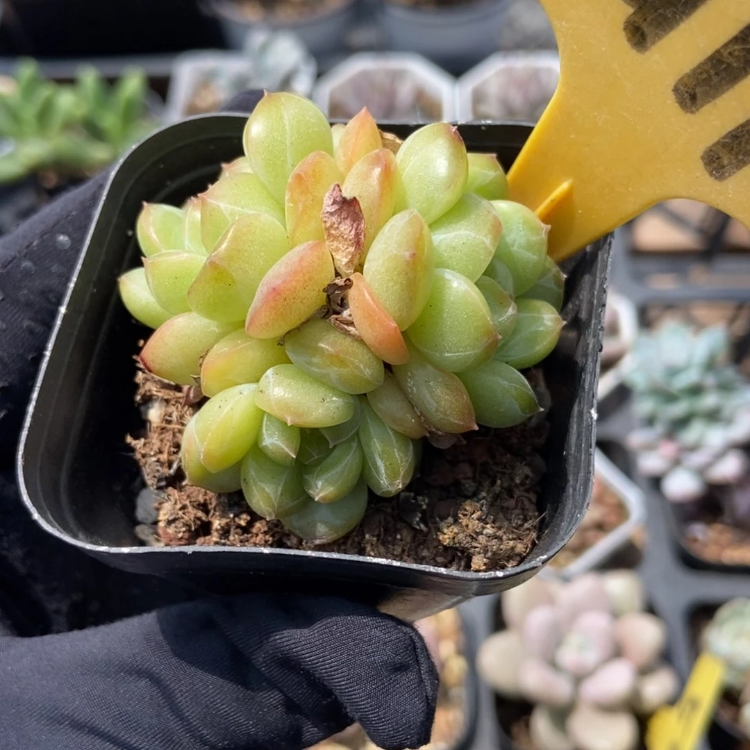 2111琴心多肉植物保护