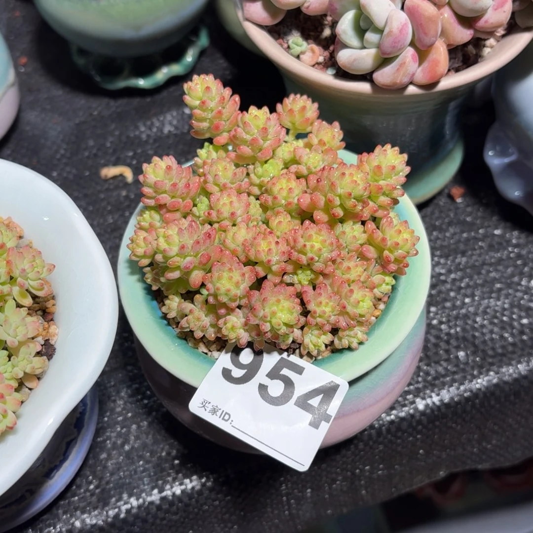 余****花团锦多肉带盆发货954