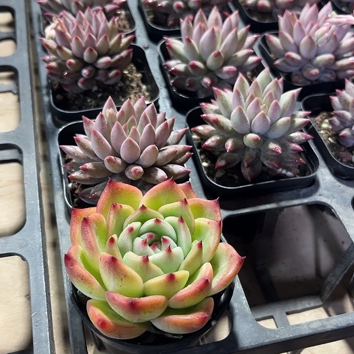 红鸾加虞美人多肉植物