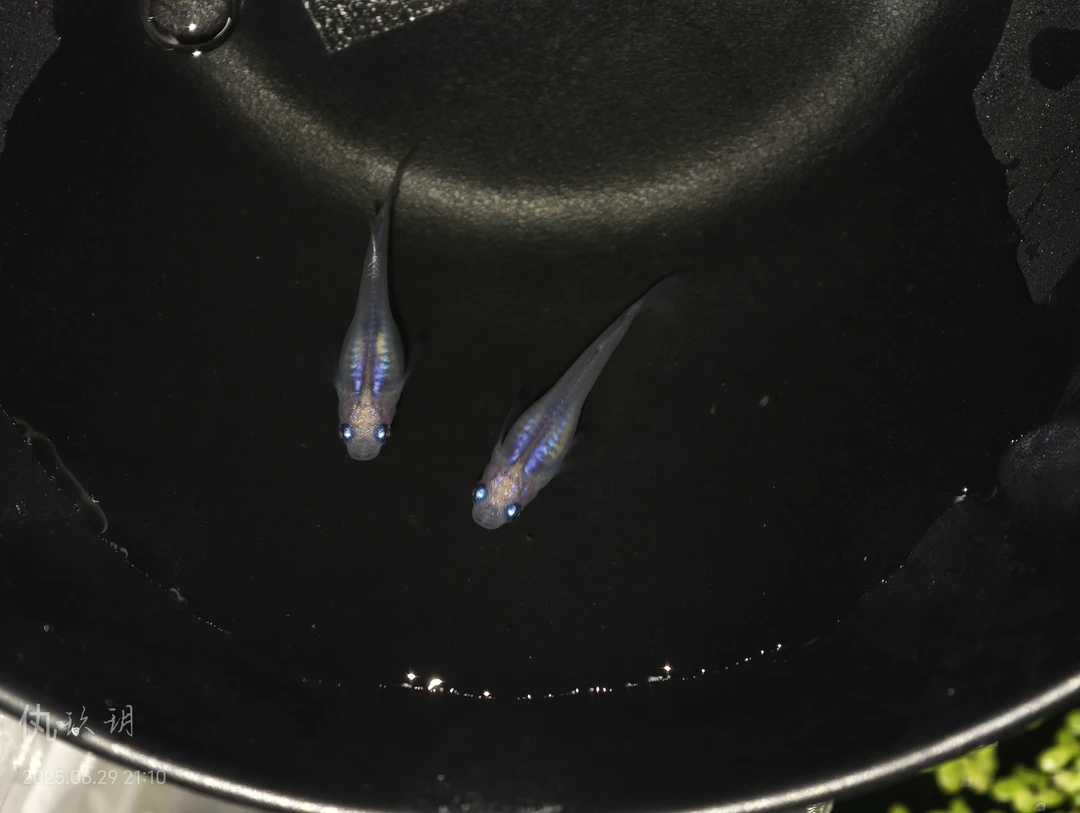 新手好养耐活观背青鳉淡水冷水观赏鱼不打氧包邮