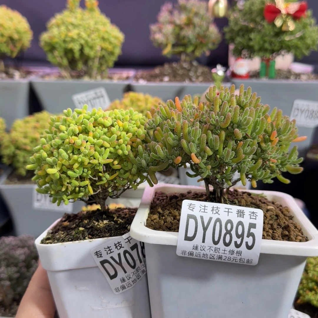 R***Qdy0895冰川蜜橘0780两颗