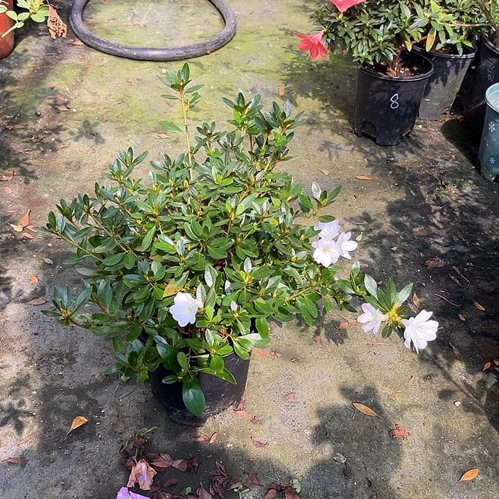 完全开放女王杜鹃