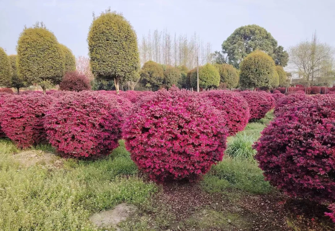 红花继木球庭院花园绿植盆栽地栽四季红叶耐寒耐热美观精品球型