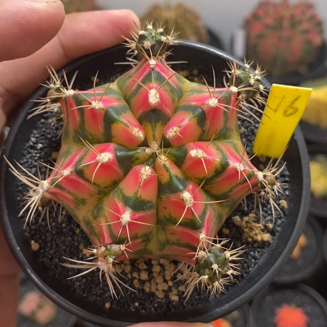泰系铭品米哈—带盆土发货30