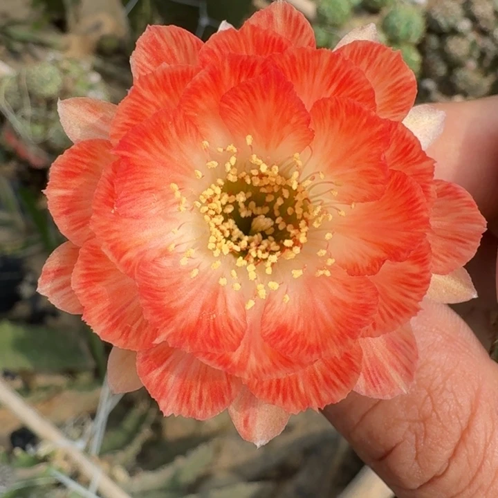 285丽花老丽83歪2到3公分左右无根侧牙，20包邮