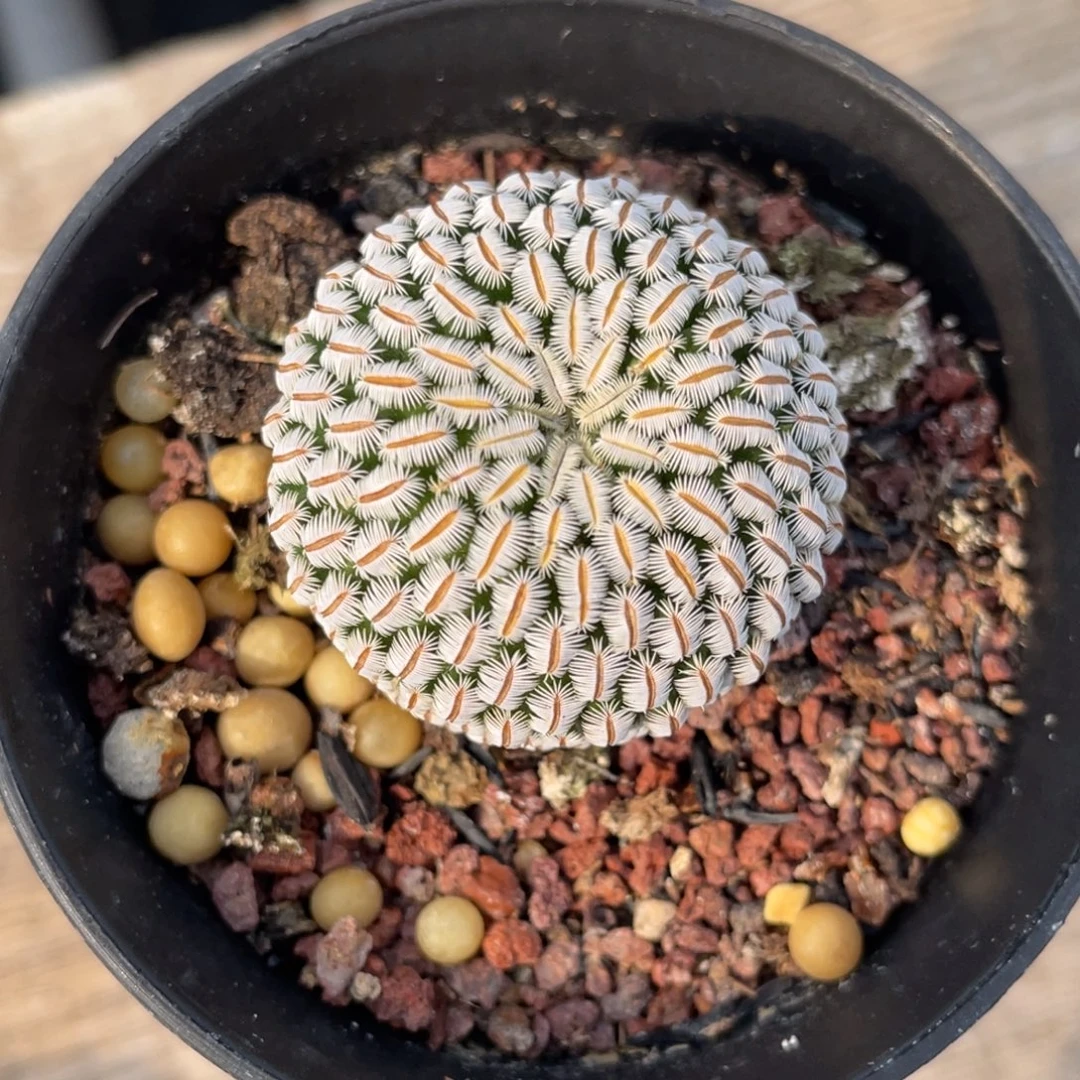 白斜子        实生根