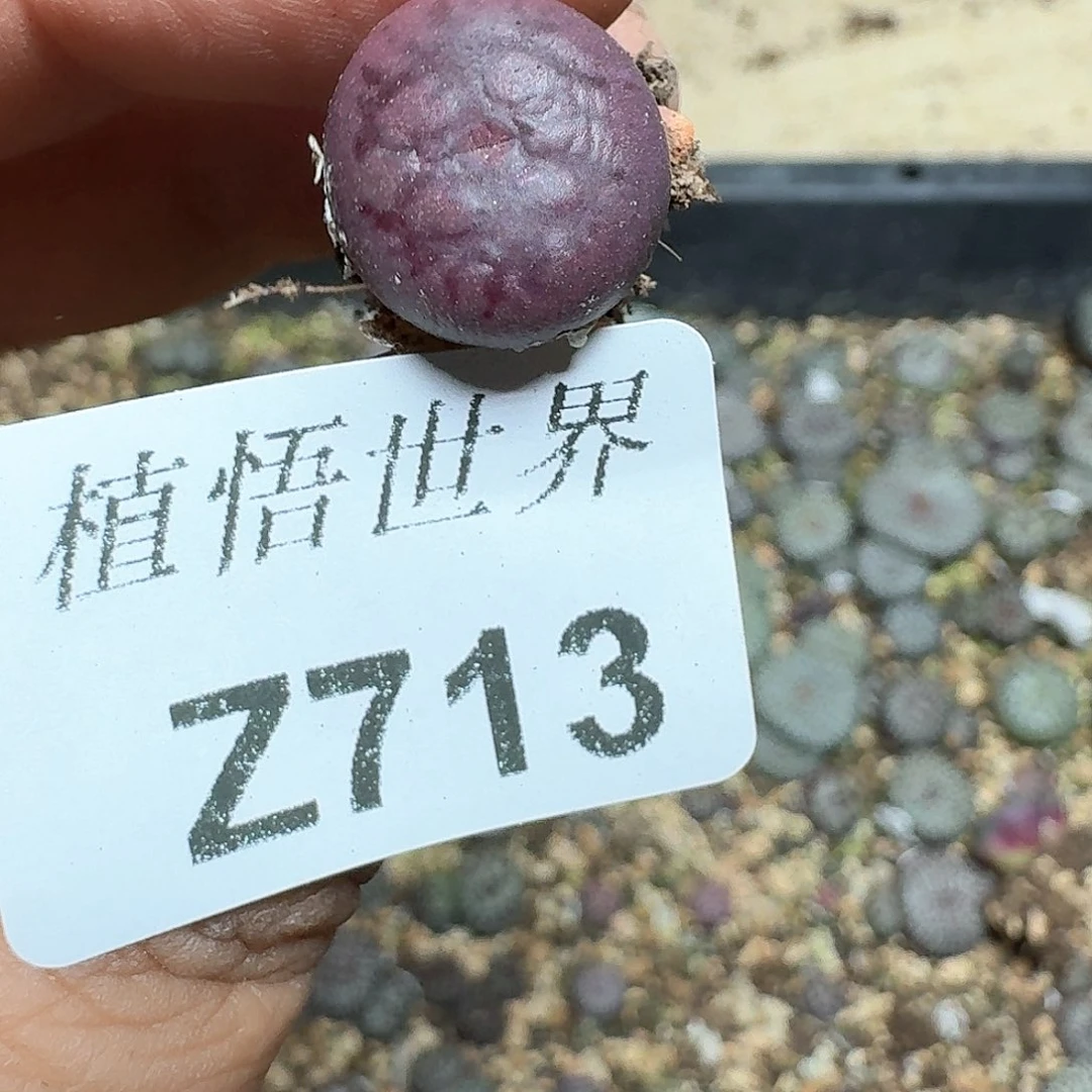 713盒多肉植物哇c c