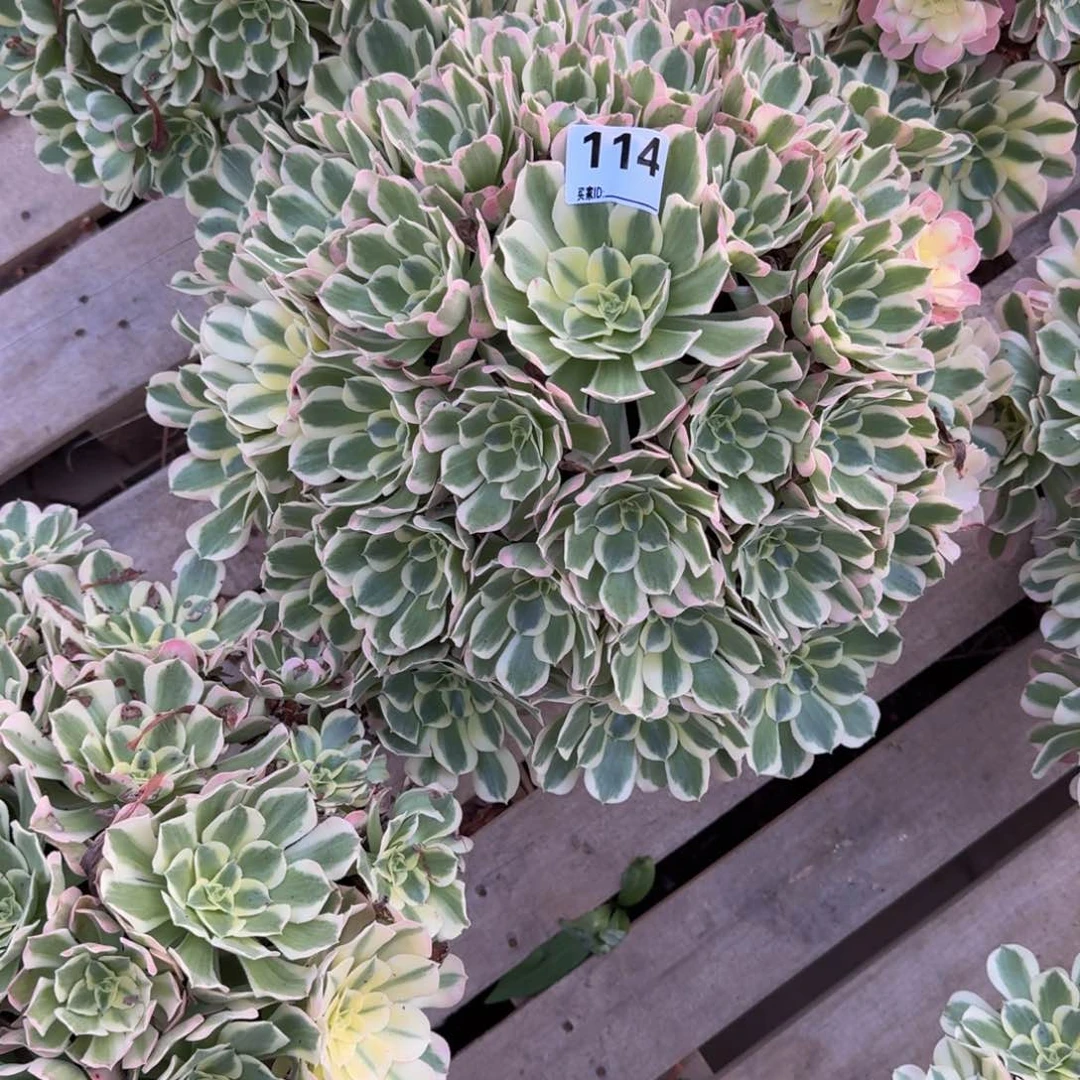 幸***子114白凤多肉植物