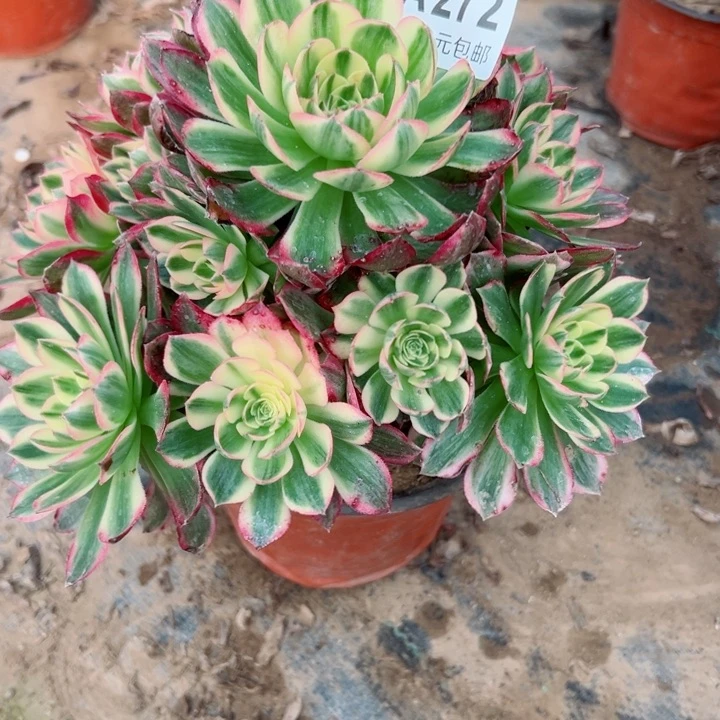 272海王多肉植物有掉头一个