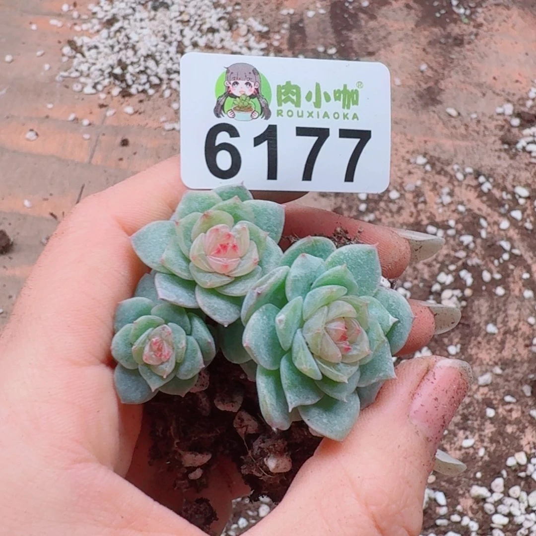 大***妮多肉植物多肉植物