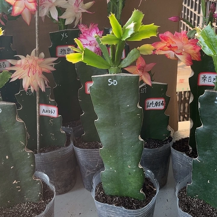 花***儿当前无花朵，栽培后可花朵索菲亚
