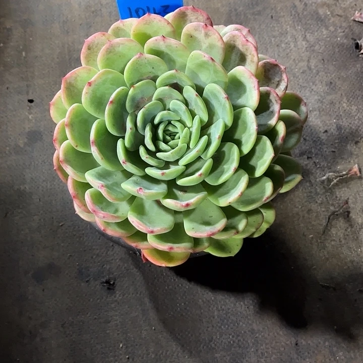 哈***800000000000000000001043