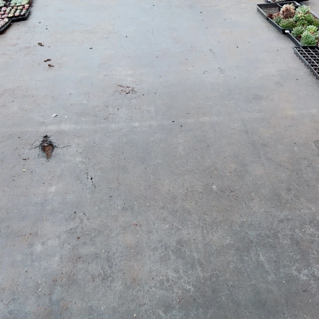 17-54门口珍妮杂交二十颗量拍