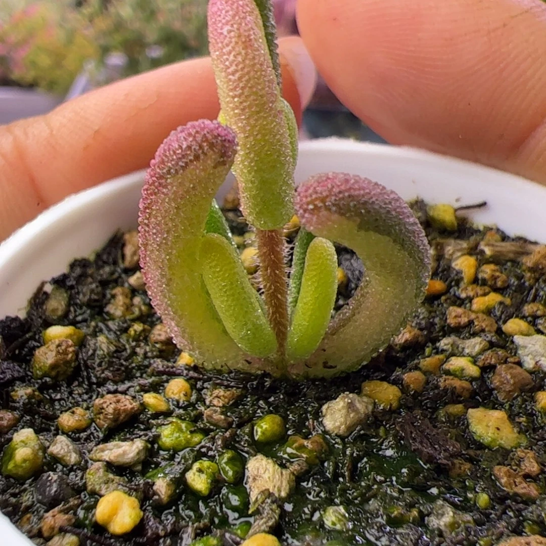 多肉植物枝干钻石黄锦阴阳锦