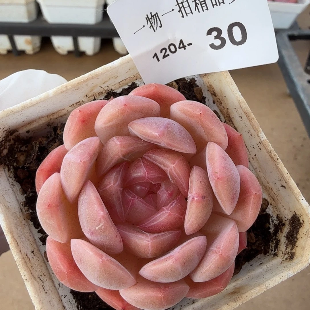 1204-30一物一拍多肉