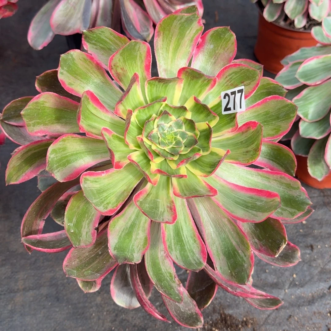 277多肉植物恶魔之眼