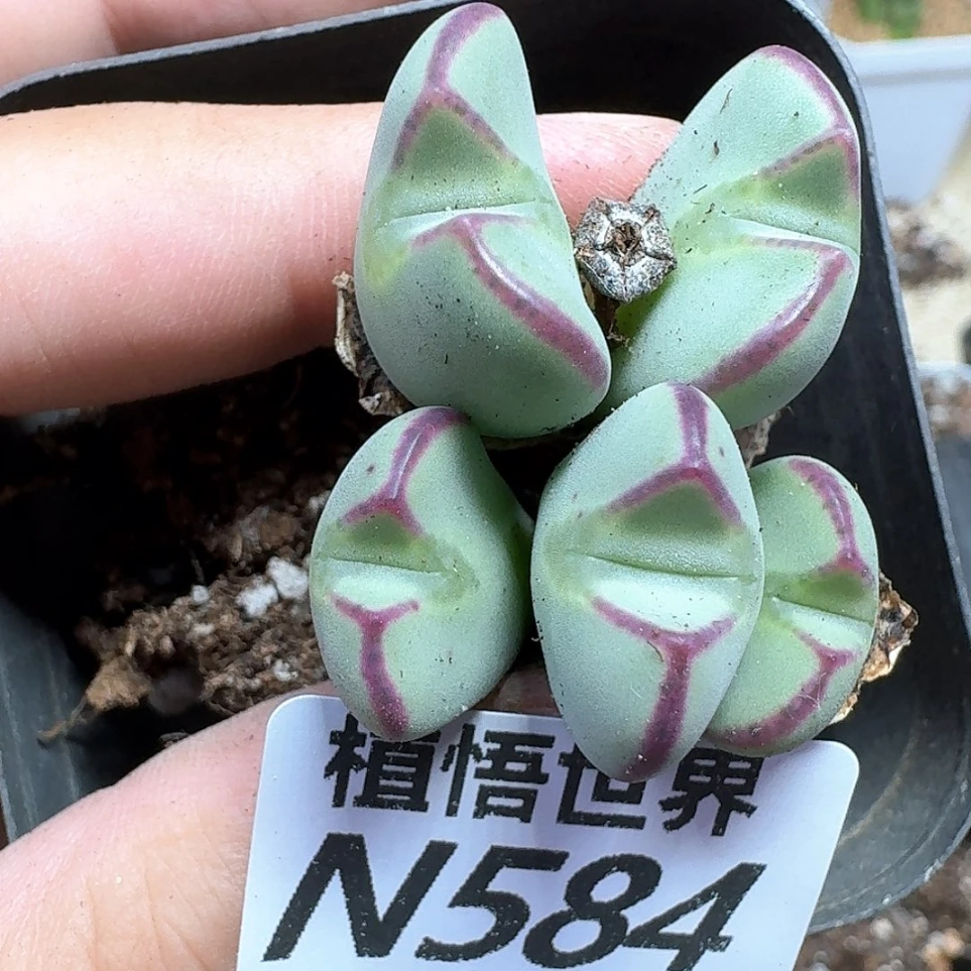 多肉植物的润泽吃