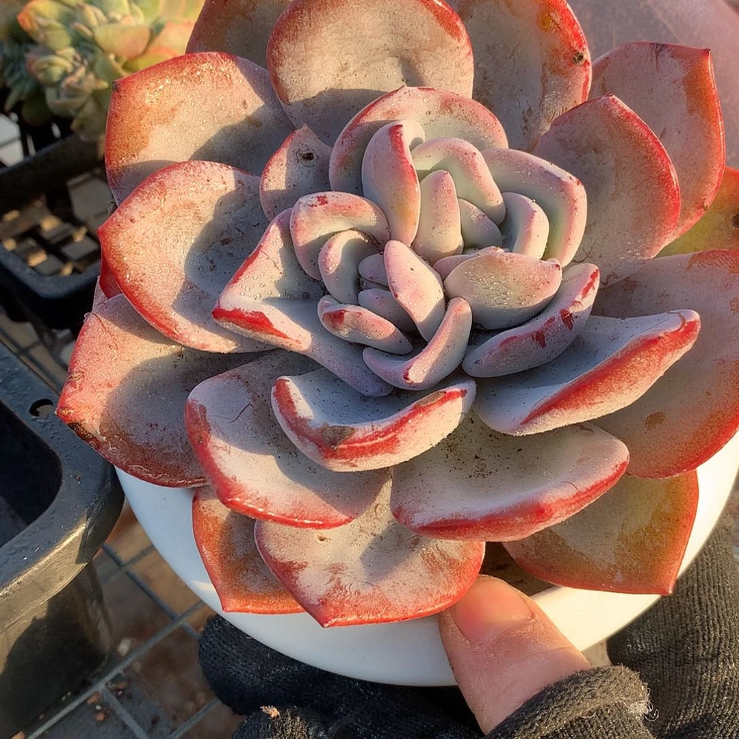 双心韩奶茶一物一拍45778899