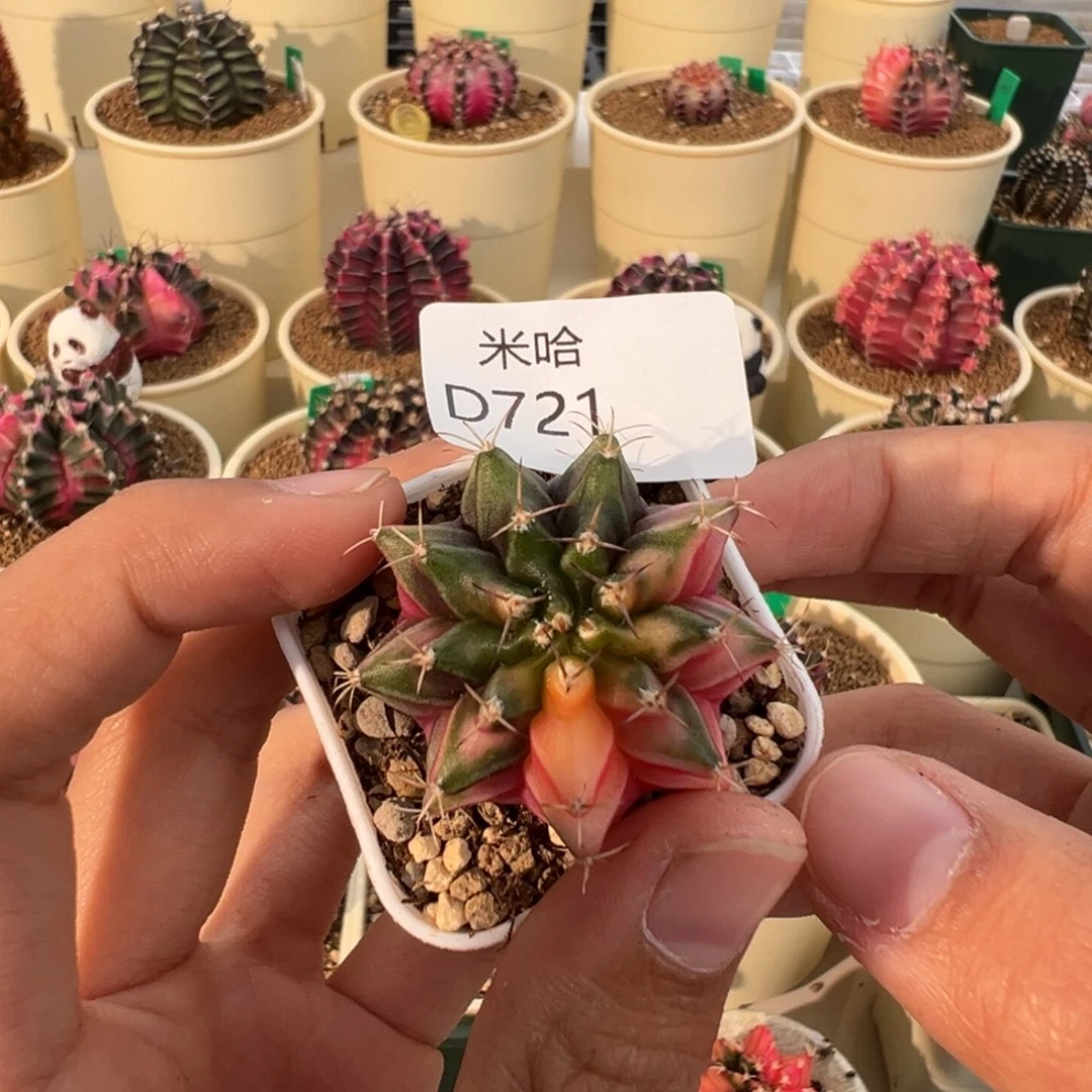721 好看的米哈冲冲冲