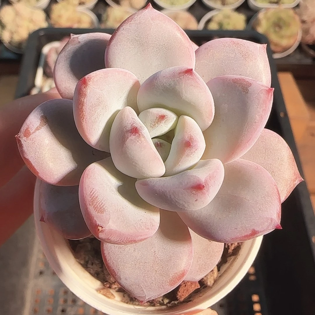 多肉1122-79福利福利