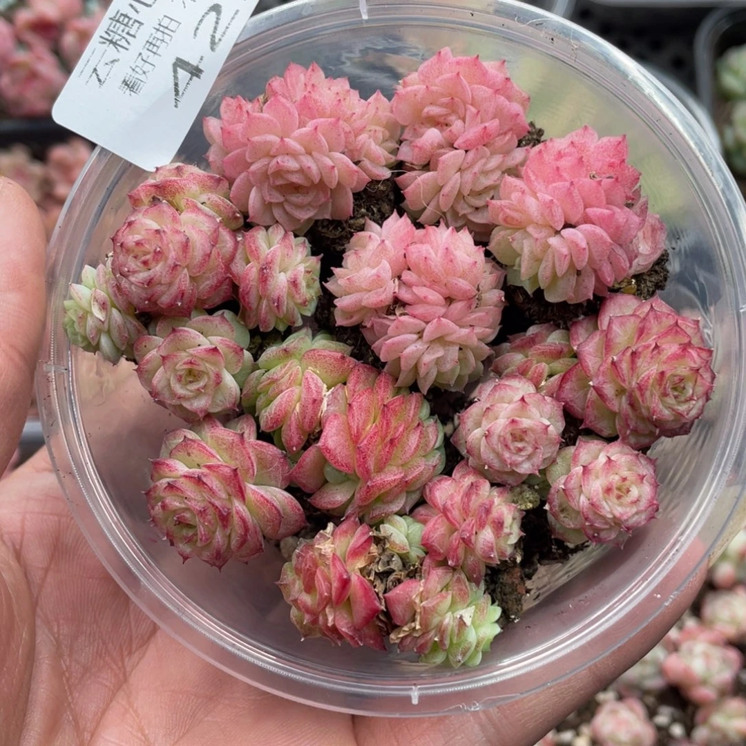 云糖心多肉植物422