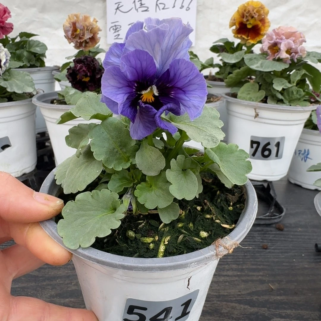 全部花朵541号涉茶