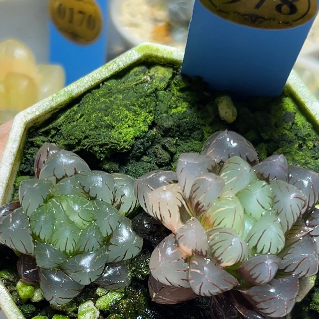 恭喜发财大吉大利978