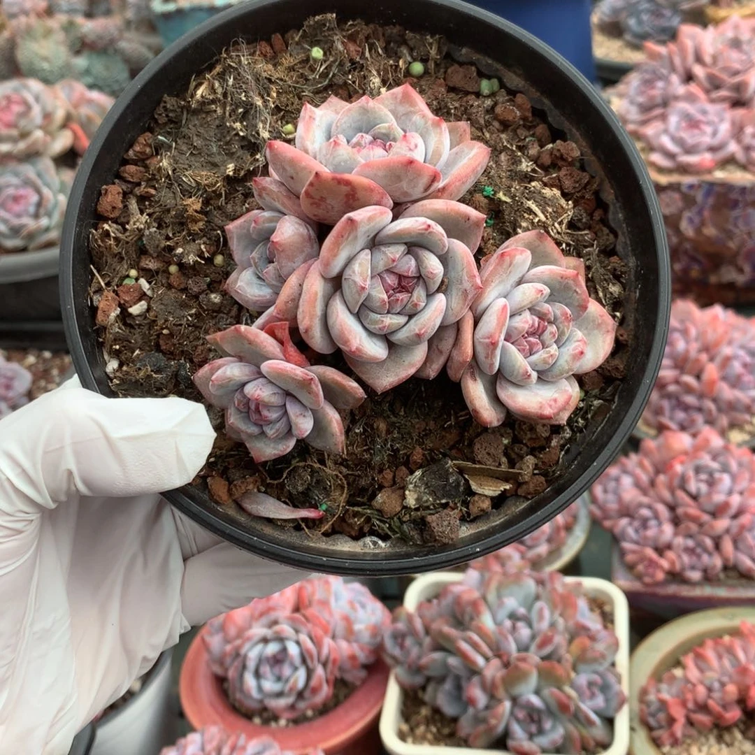 无花朵哈哈哈哈哈哈哈哈3无砍