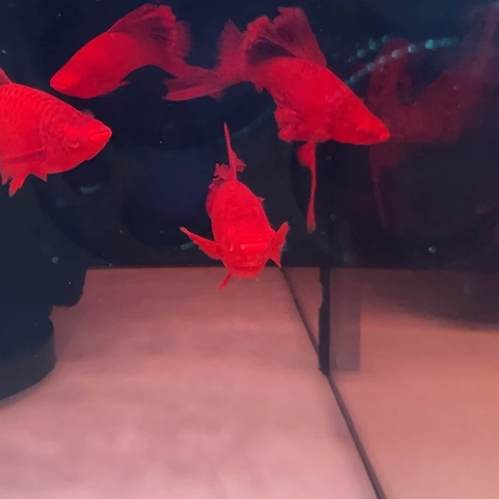 红剑鱼高奇红箭一对