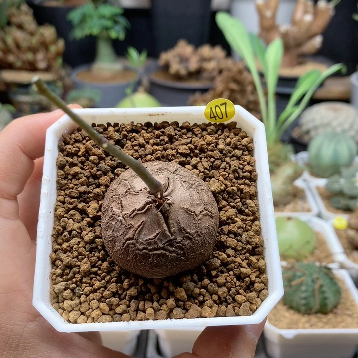 南非龟甲龙带盆407